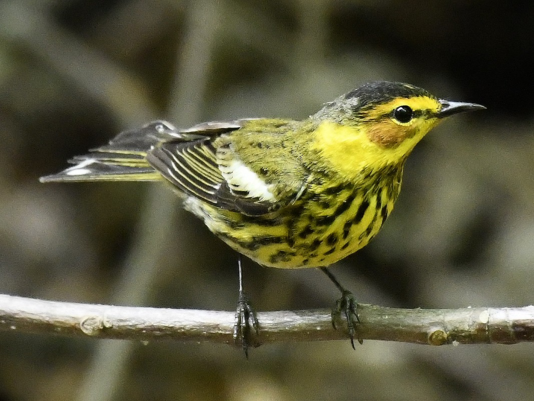 Cape May Warbler - ML635009062