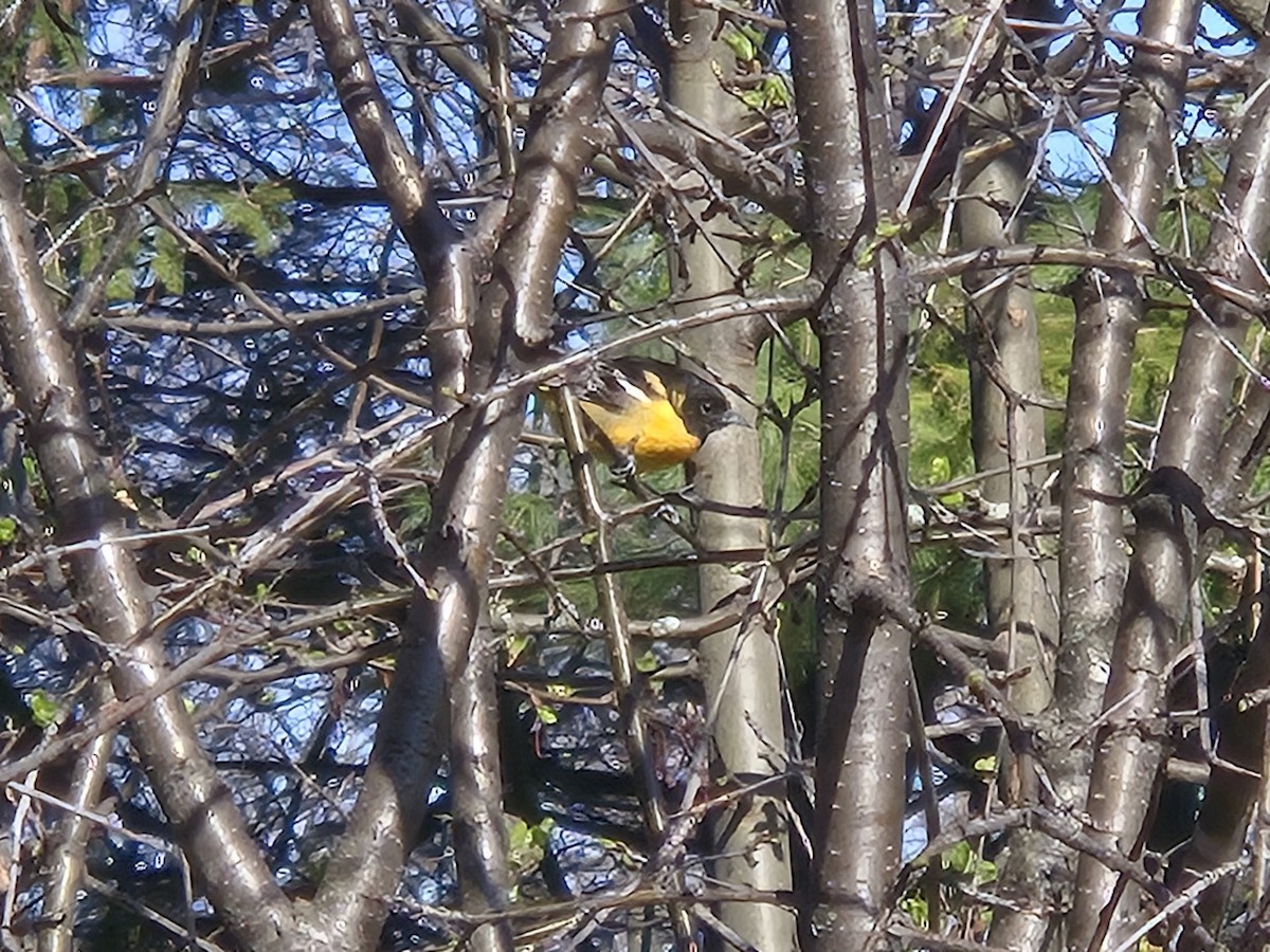 Baltimore Oriole - ML635009228