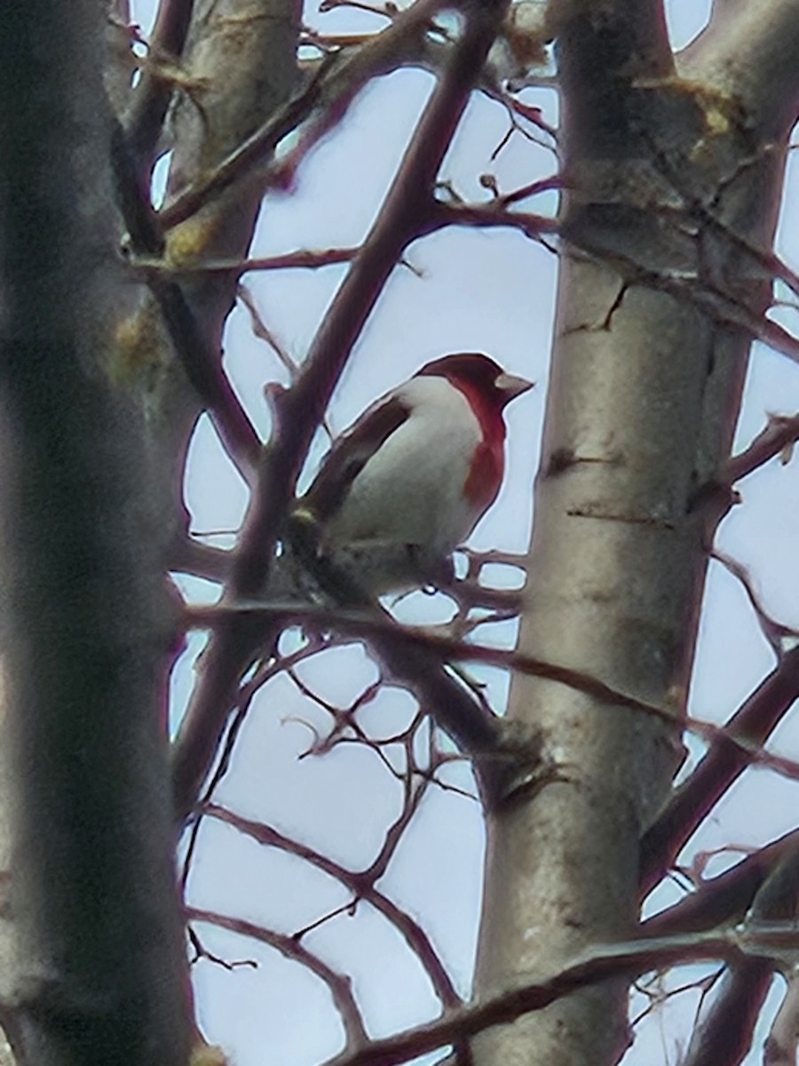 Rose-breasted Grosbeak - ML635009274