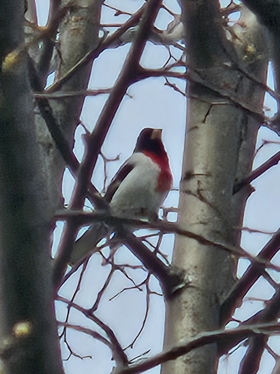 Rose-breasted Grosbeak - ML635009282