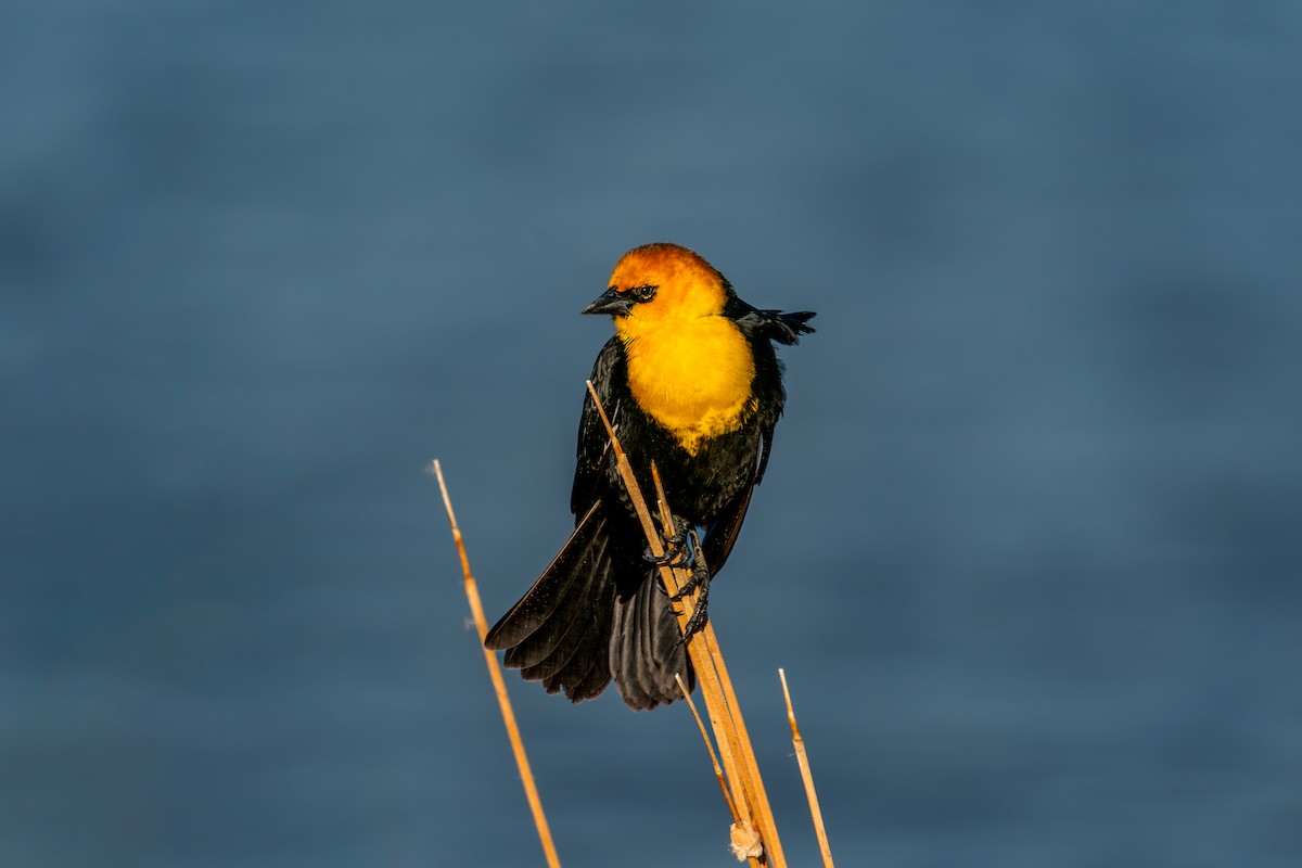 Yellow-headed Blackbird - ML635009491