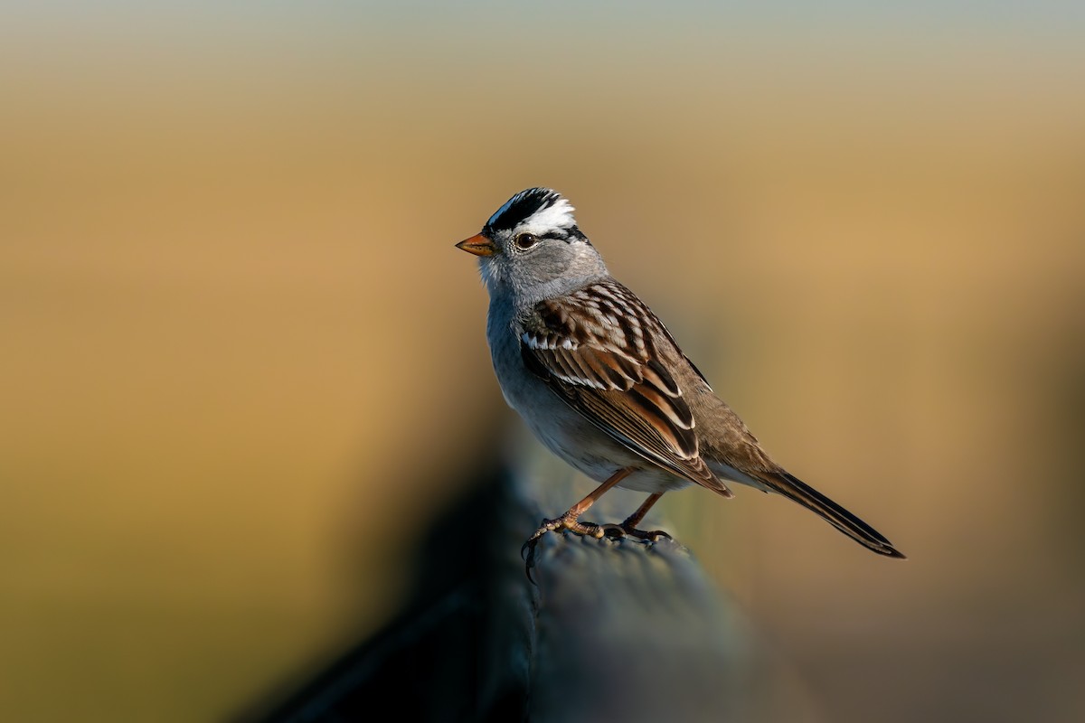 White-crowned Sparrow - ML635009503