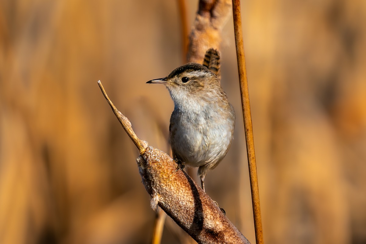 Marsh Wren - ML635009507