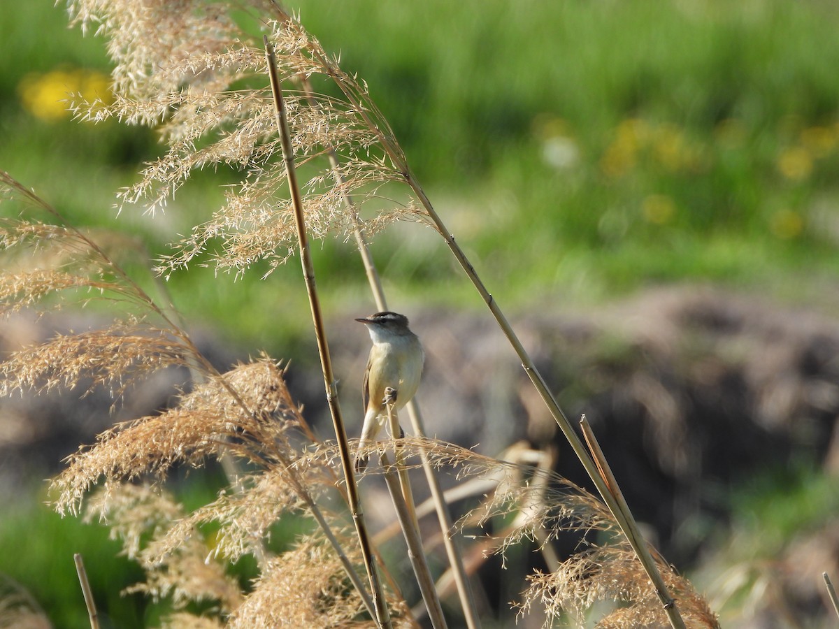 Sedge Warbler - ML635009605