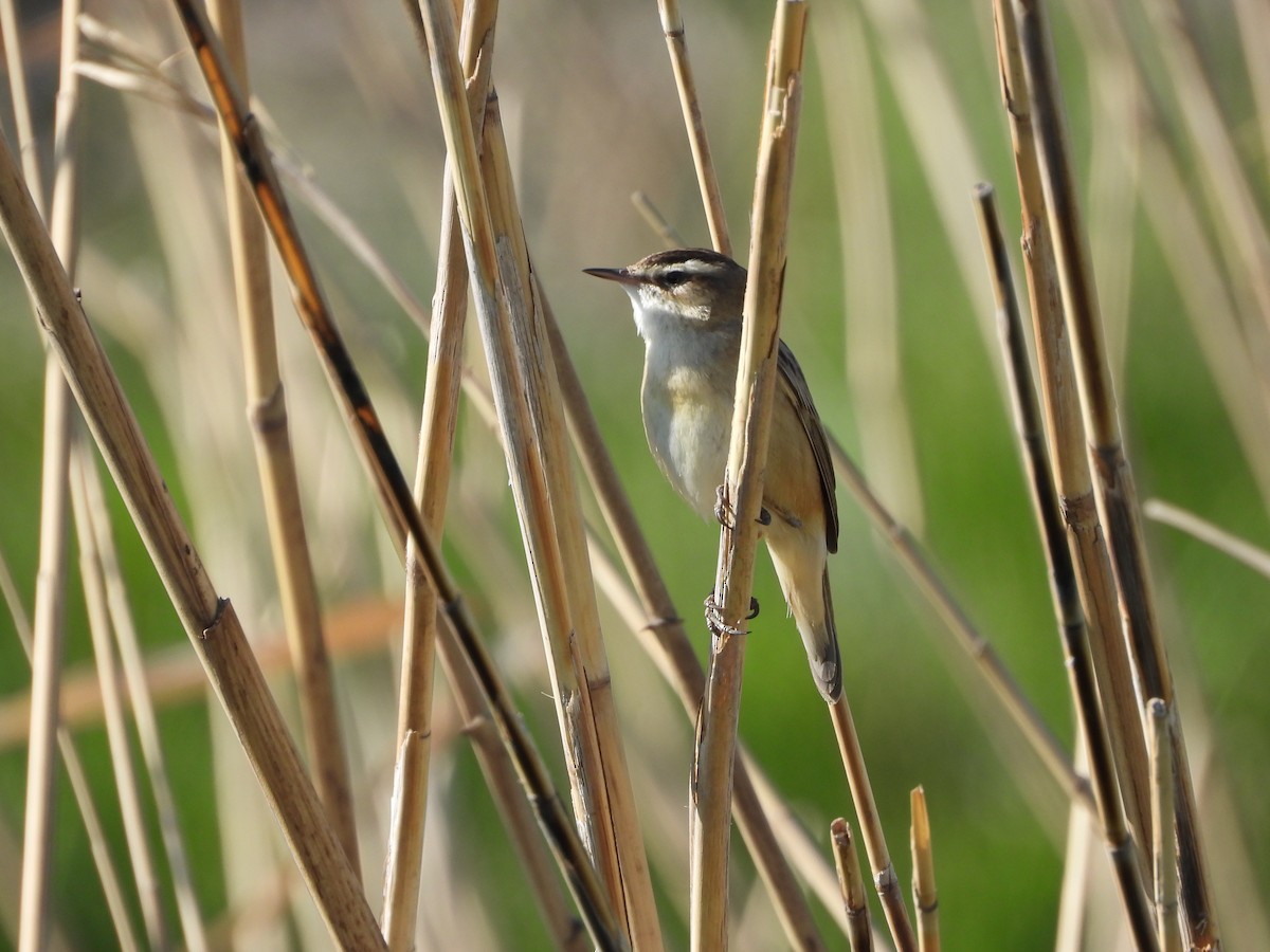 Sedge Warbler - ML635009610