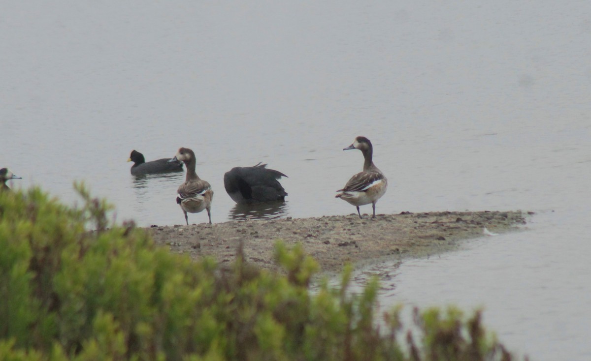 Chiloe Wigeon - ML635009612