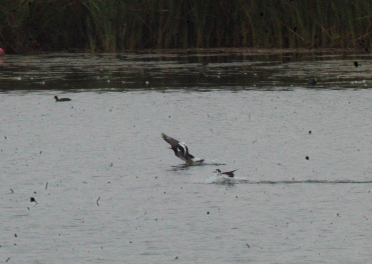Chiloe Wigeon - ML635009614
