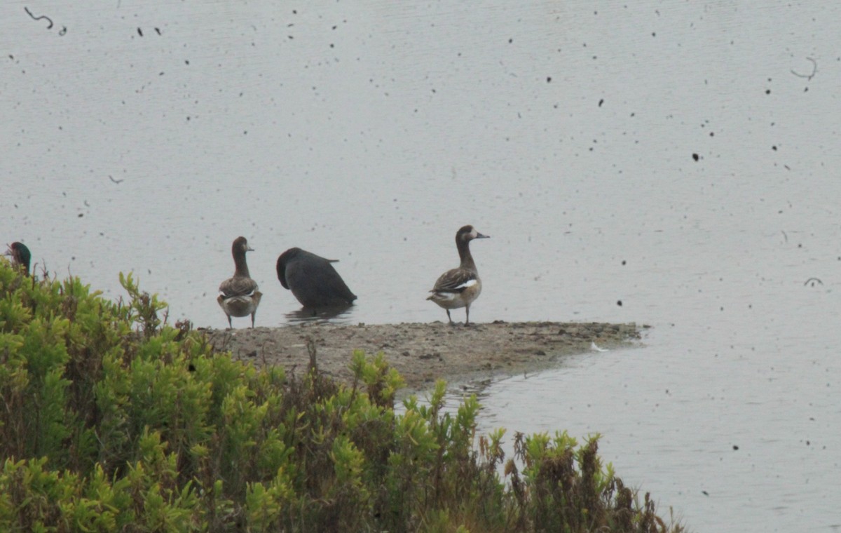 Chiloe Wigeon - ML635009615