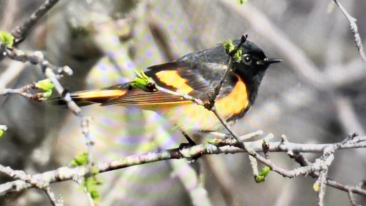 American Redstart - ML635009637