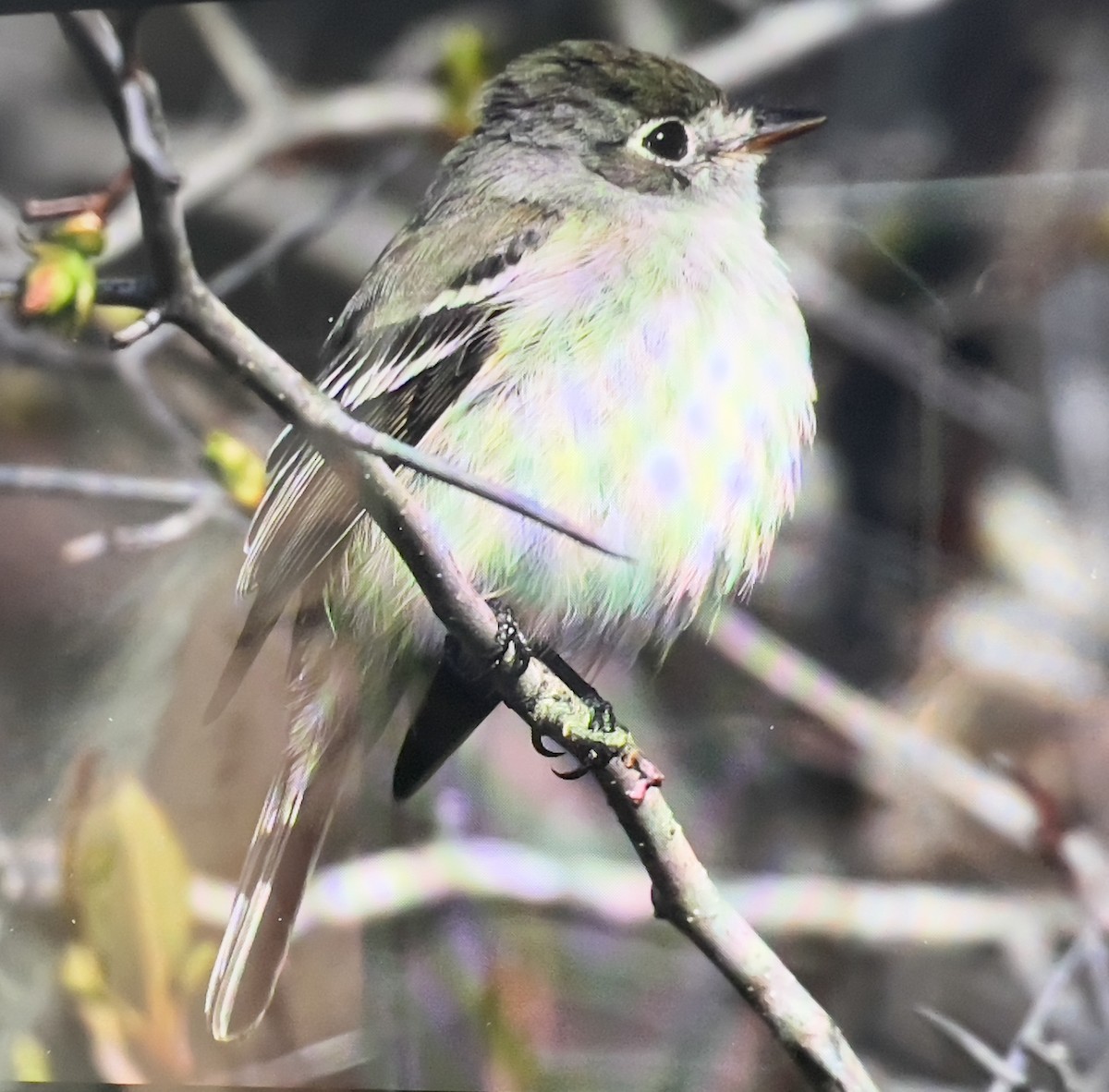 Least Flycatcher - ML635009649