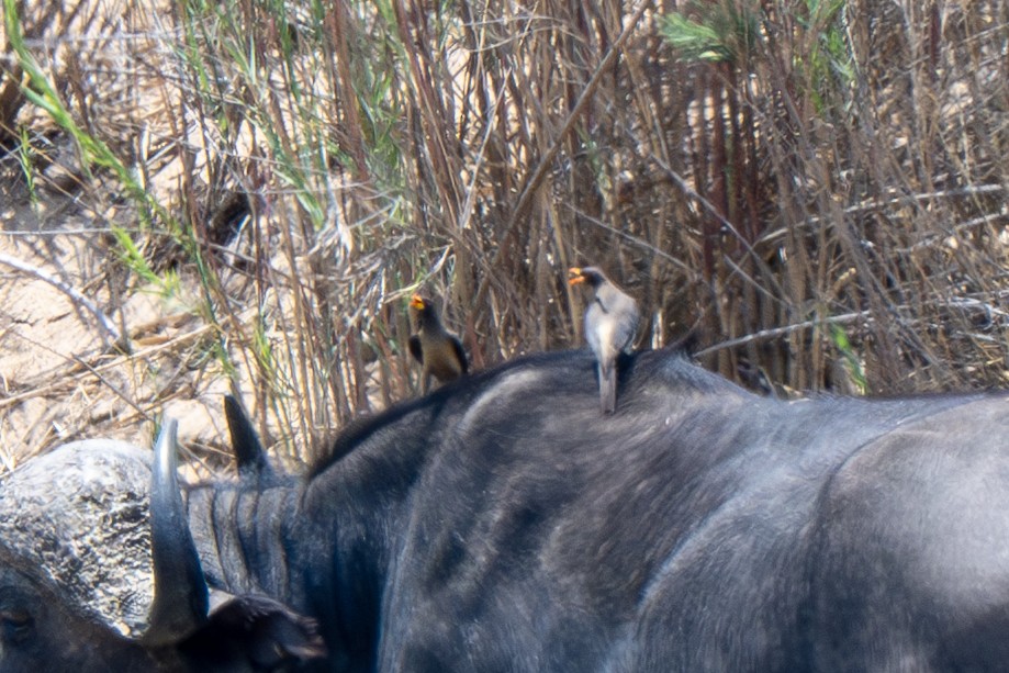 Yellow-billed Oxpecker - ML635009800
