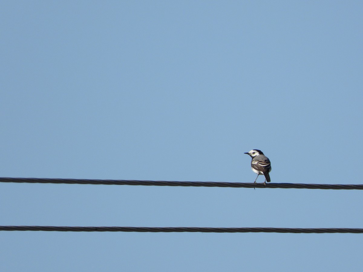 White Wagtail - ML635009804