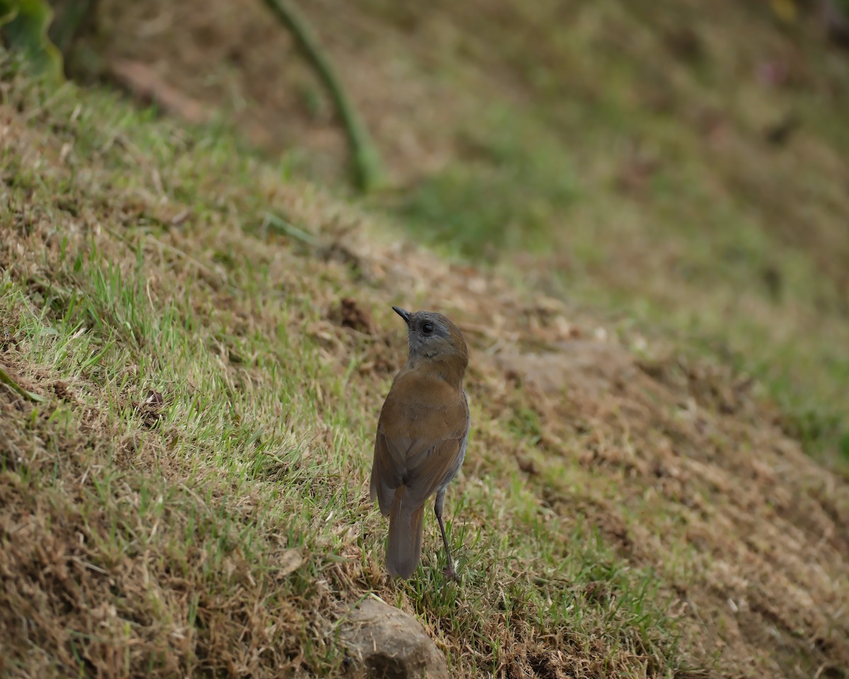 Black-billed Nightingale-Thrush - ML635009844