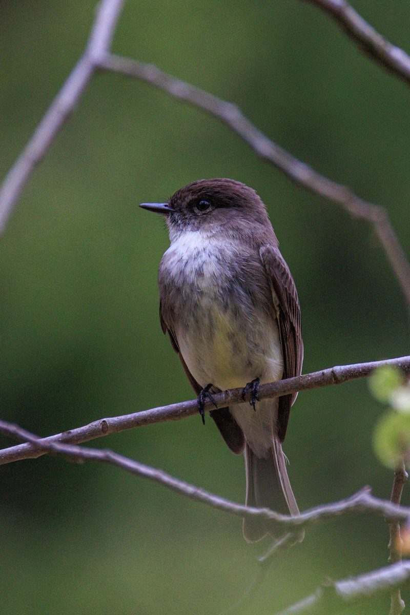 Eastern Phoebe - ML635009848