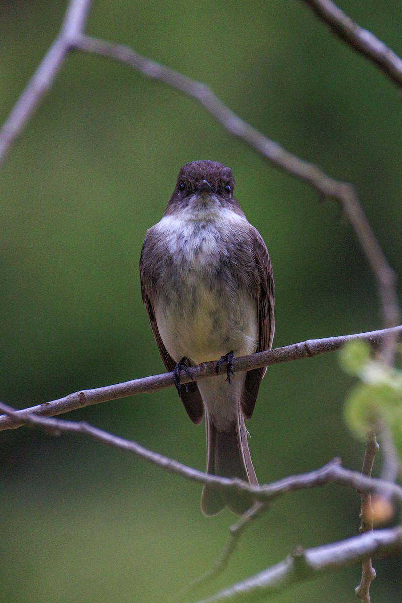 Eastern Phoebe - ML635009849