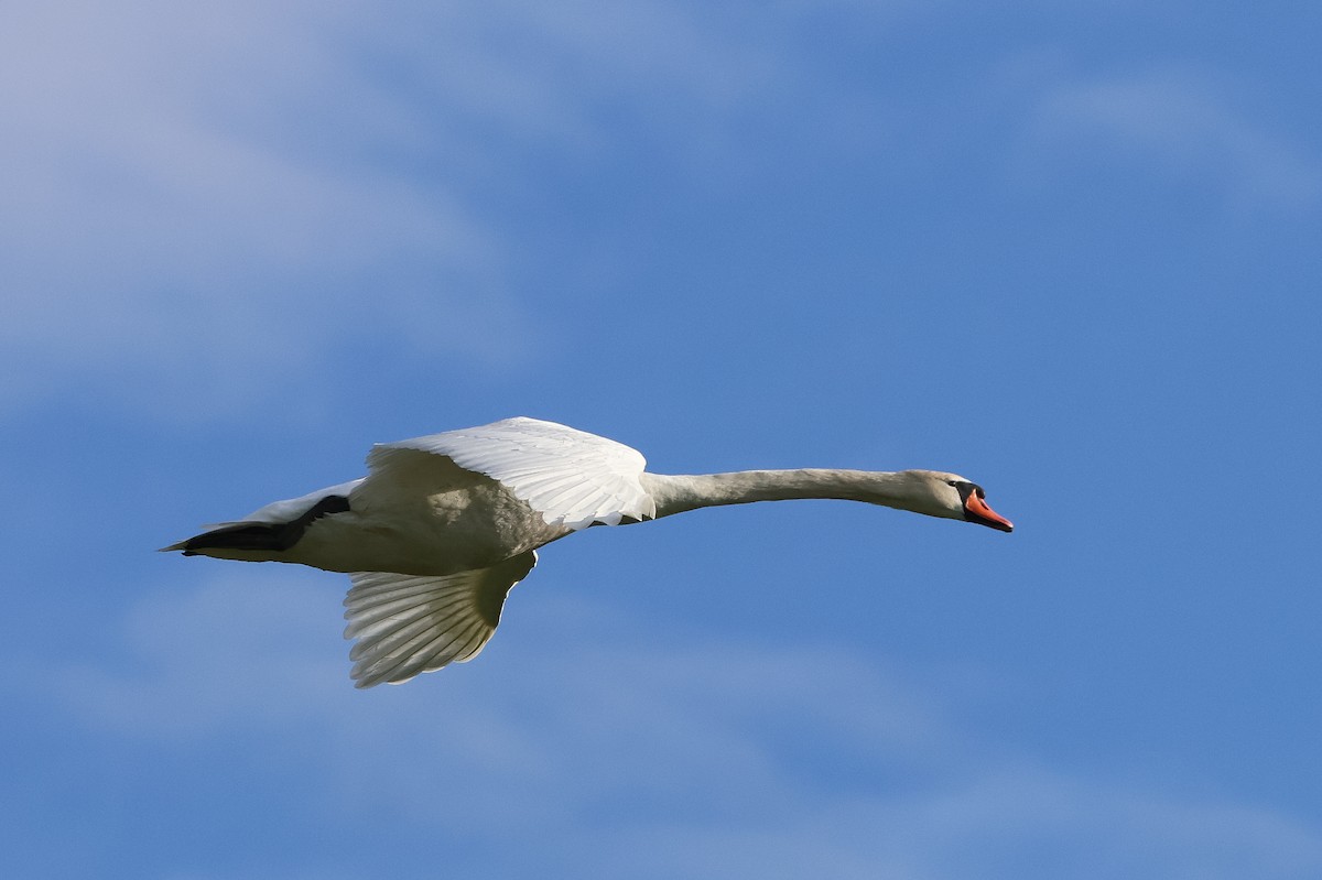 labuť velká - ML635009852