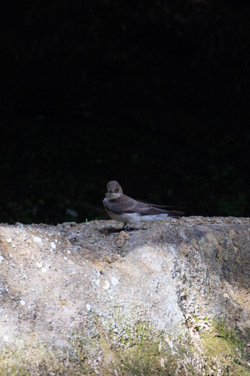 Northern Rough-winged Swallow - ML635009853