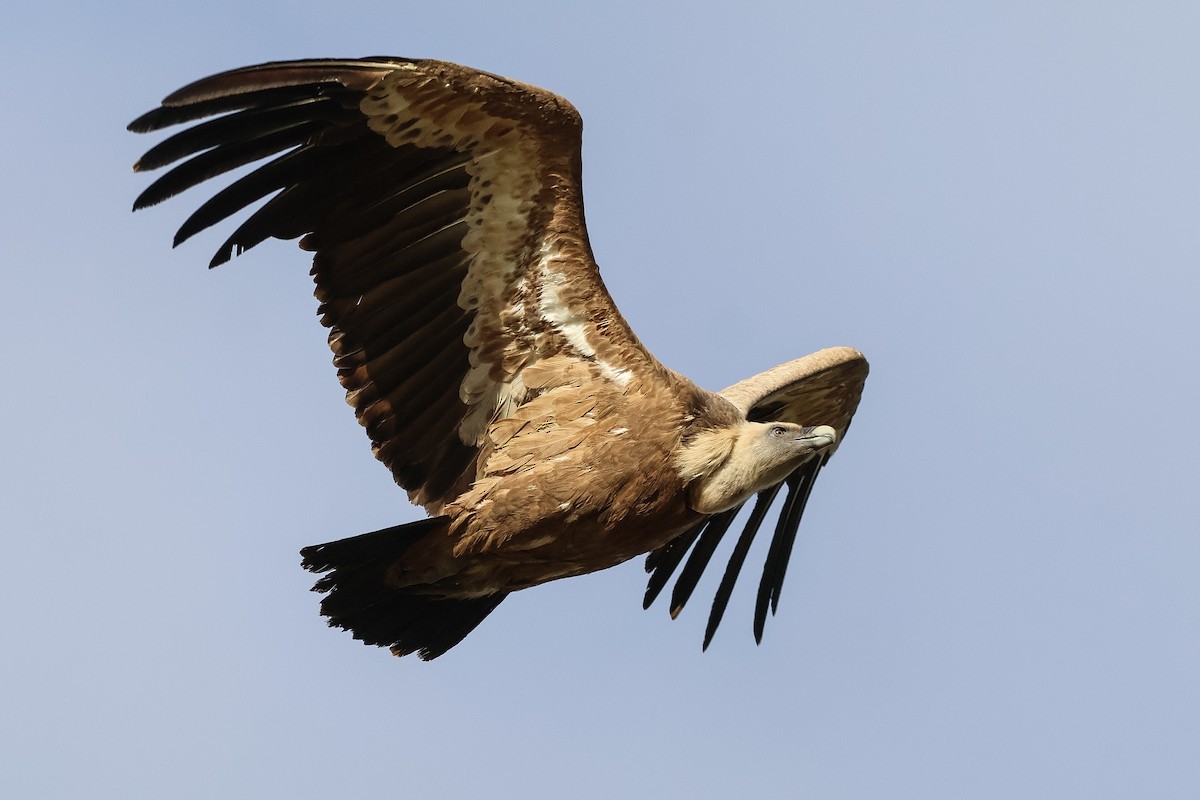 sup bělohlavý - ML635009854