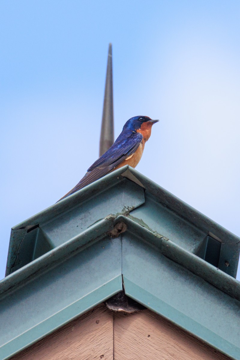 Barn Swallow - ML635009872