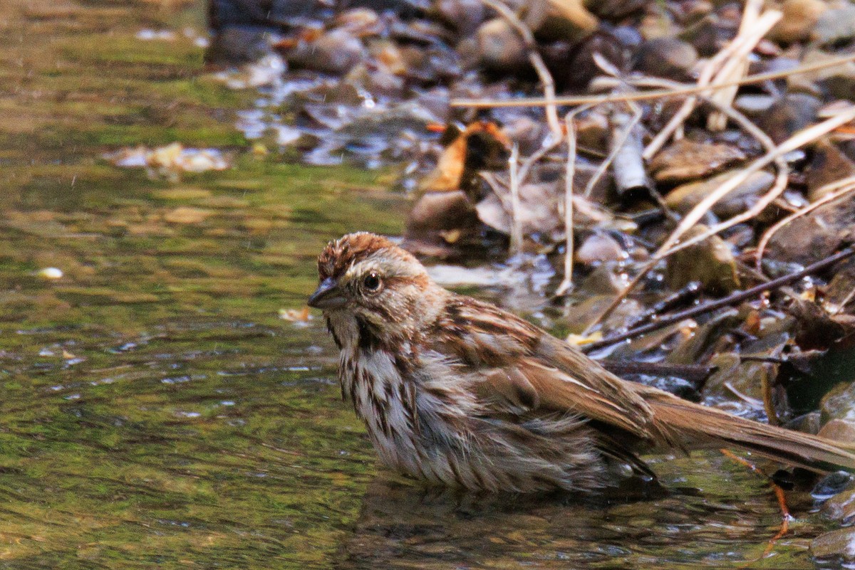 Song Sparrow - ML635009879