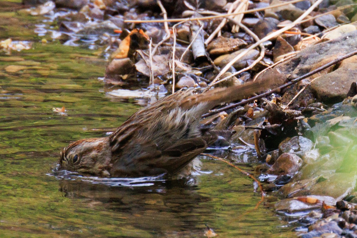 Song Sparrow - ML635009880