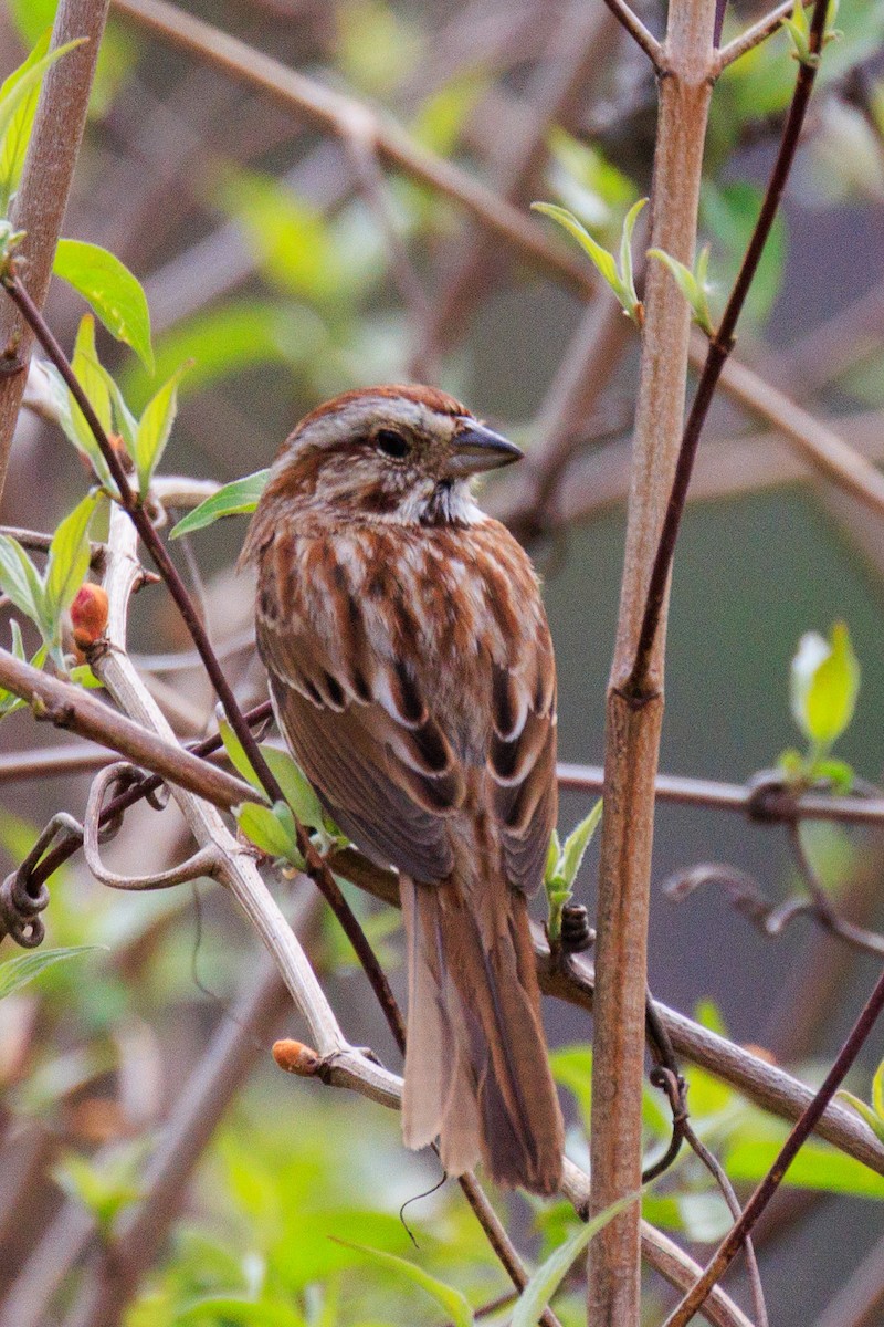 Song Sparrow - ML635009881