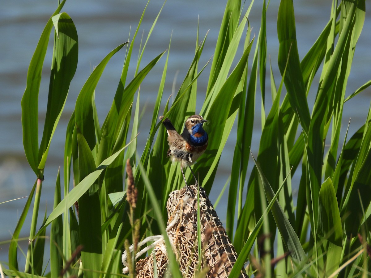 Bluethroat - ML635009904