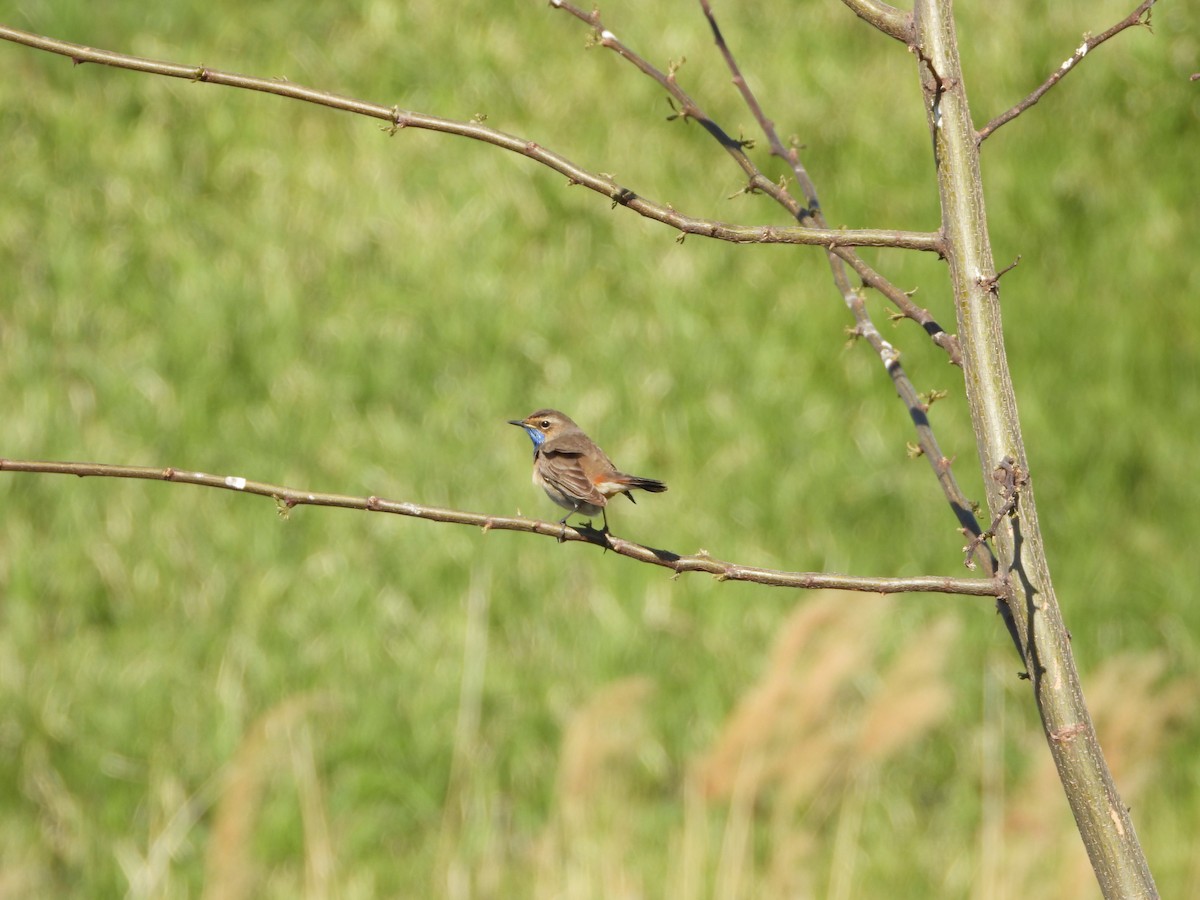 Bluethroat - ML635009905