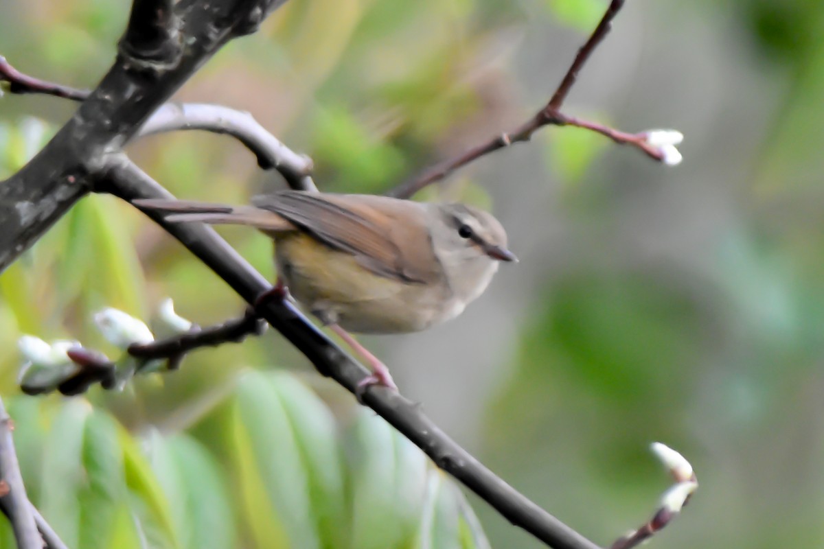 Brownish-flanked Bush Warbler - ML635009908