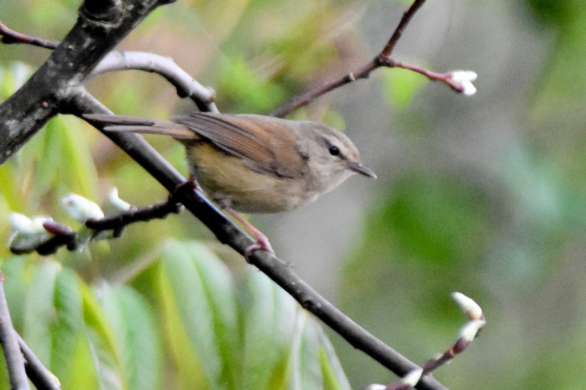 Brownish-flanked Bush Warbler - ML635009909
