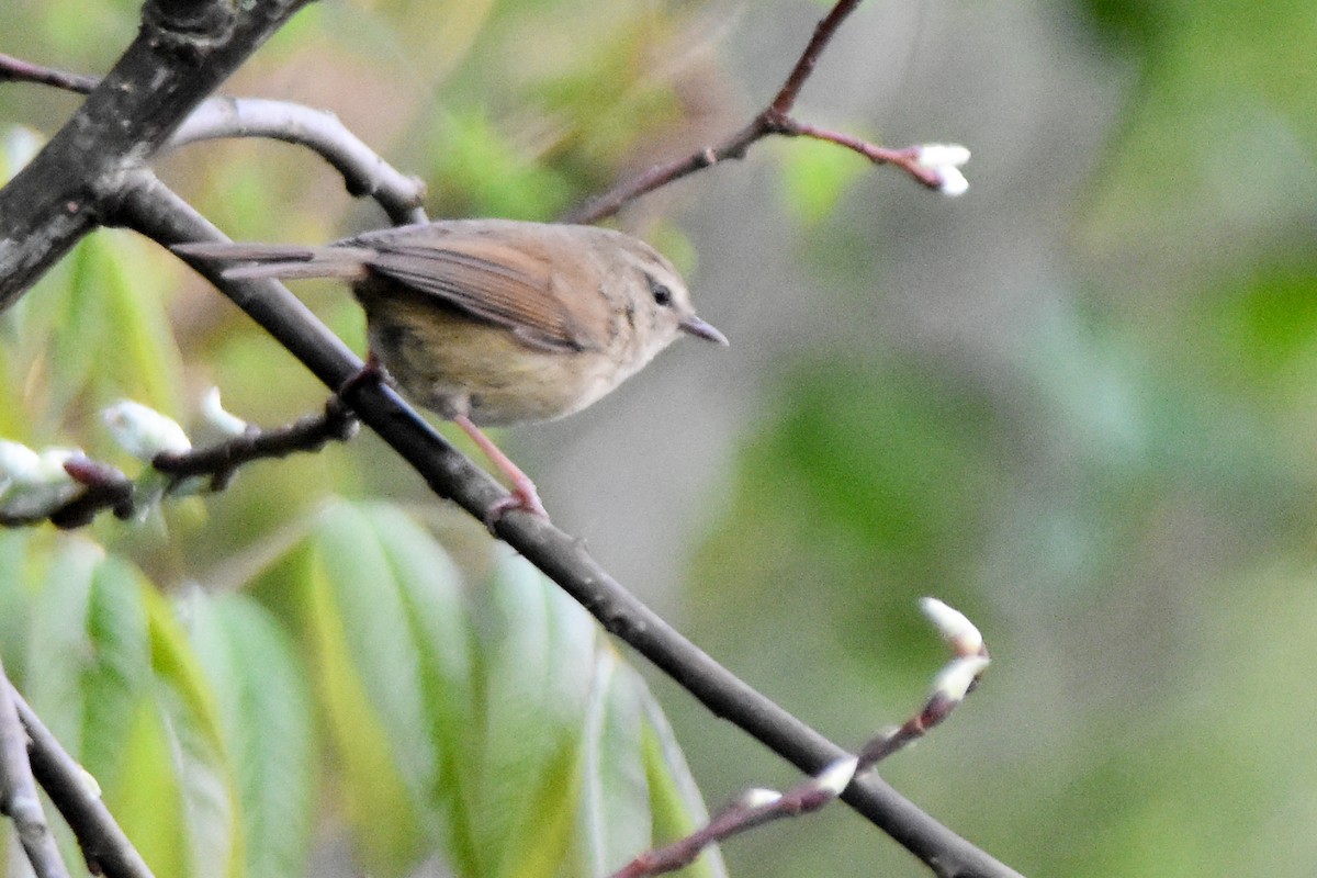 Brownish-flanked Bush Warbler - ML635009910