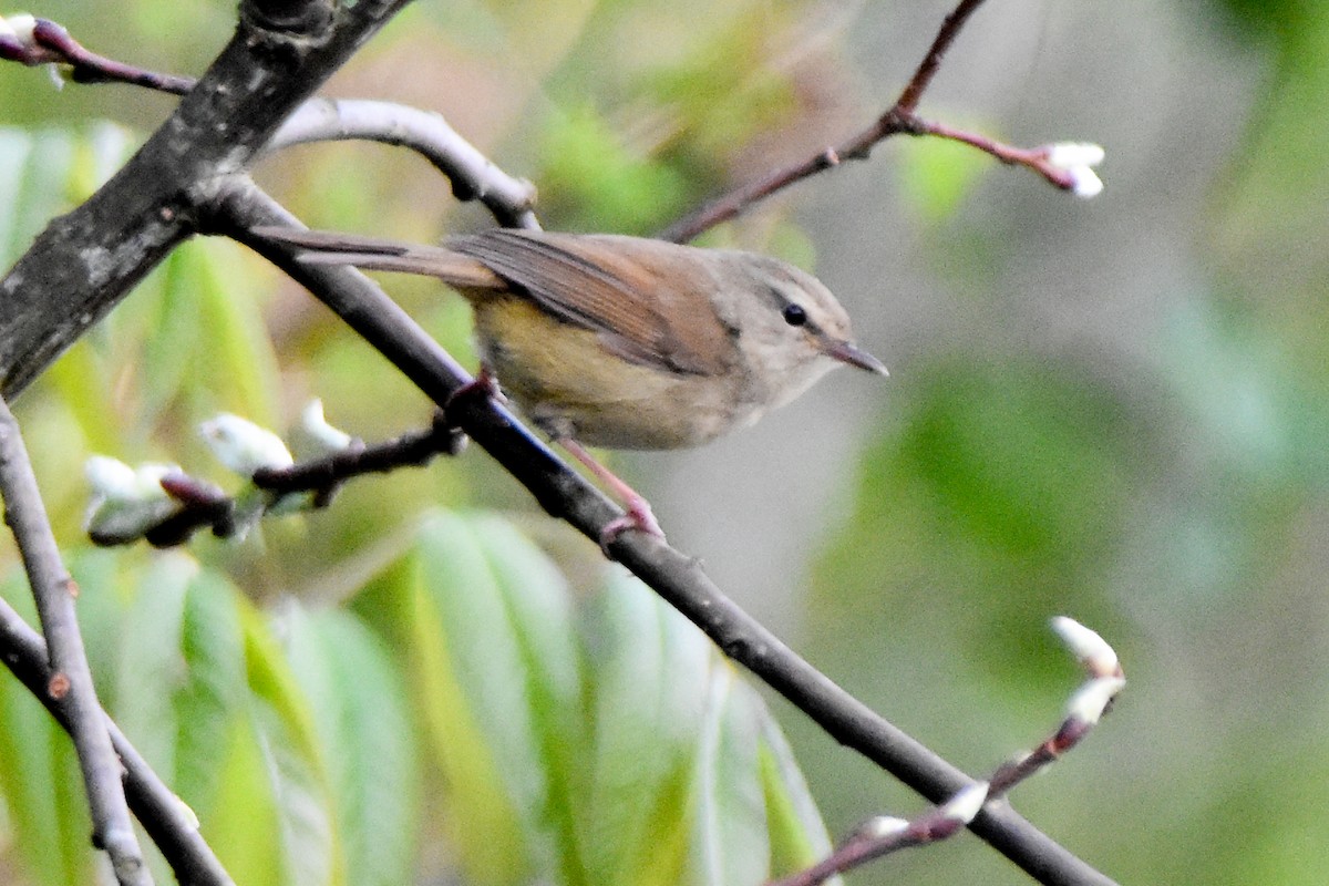 Brownish-flanked Bush Warbler - ML635009911