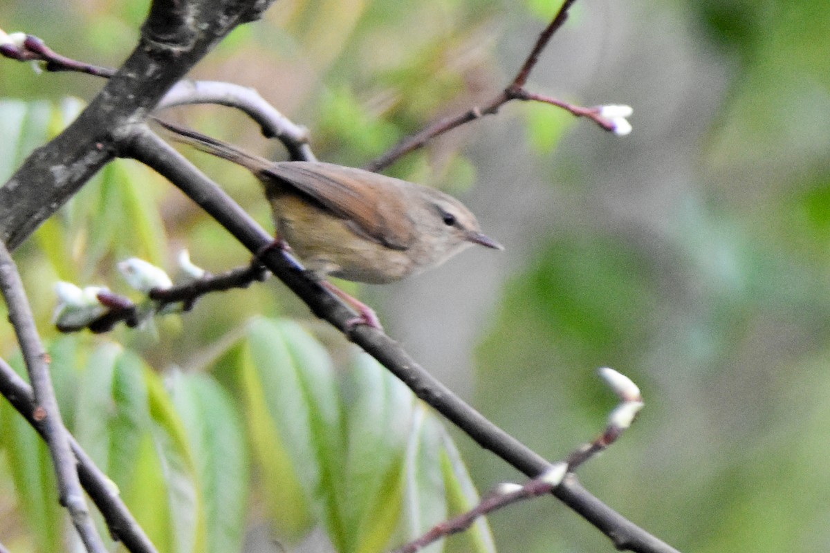 Brownish-flanked Bush Warbler - ML635009912