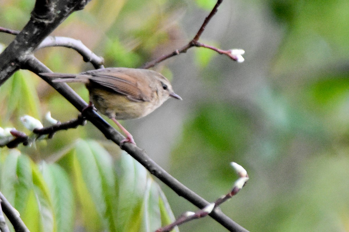Brownish-flanked Bush Warbler - ML635009913