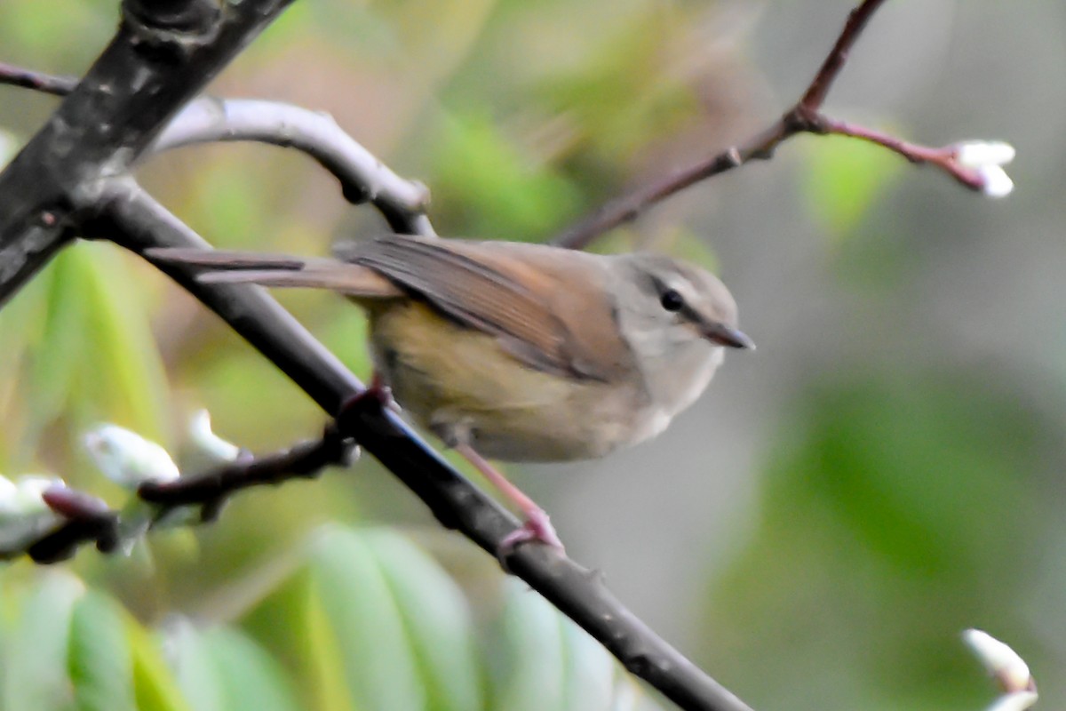 Brownish-flanked Bush Warbler - ML635009915