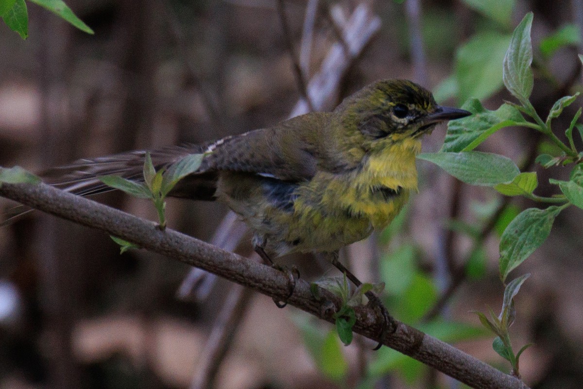 Pine Warbler - ML635009926
