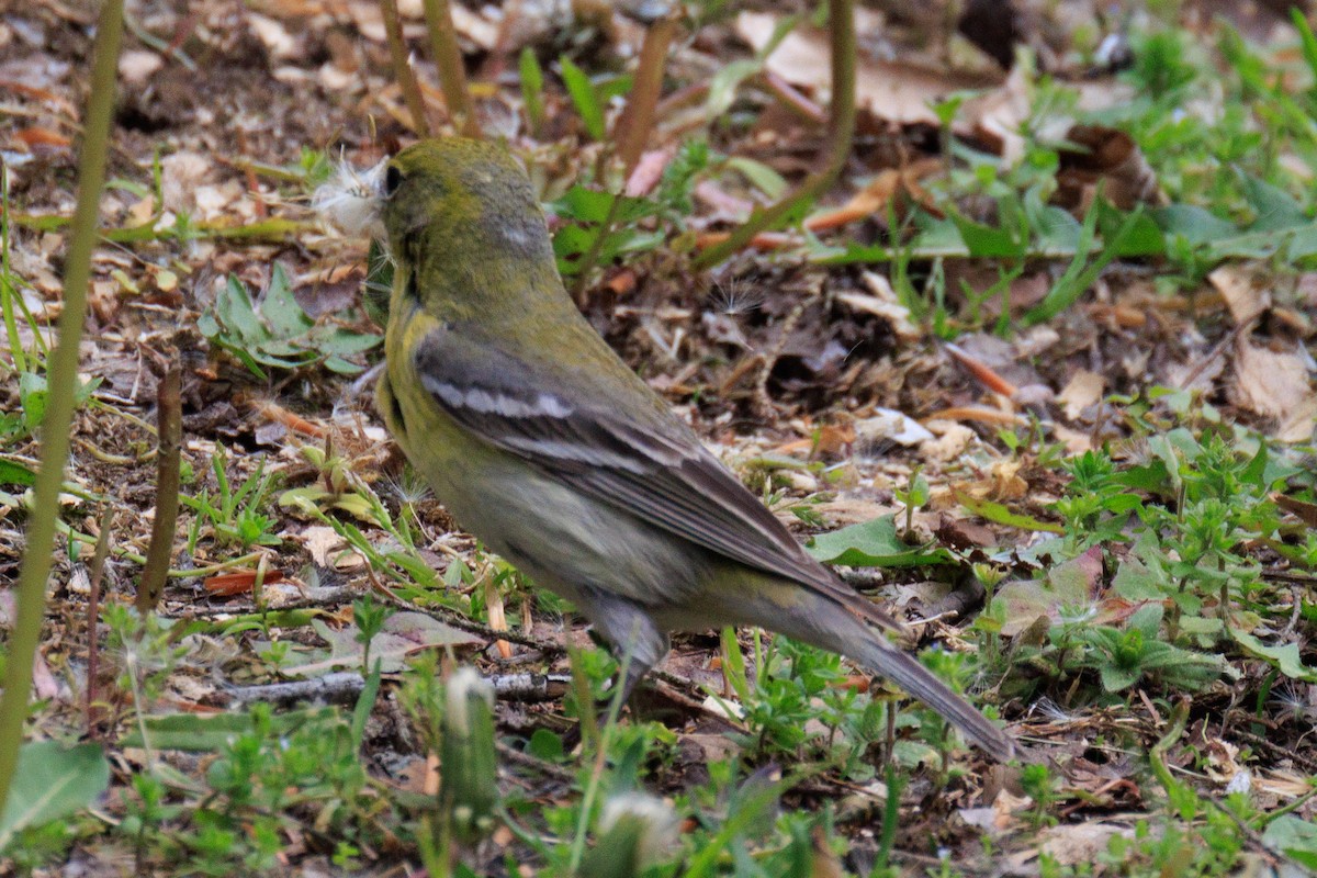 Pine Warbler - ML635009927