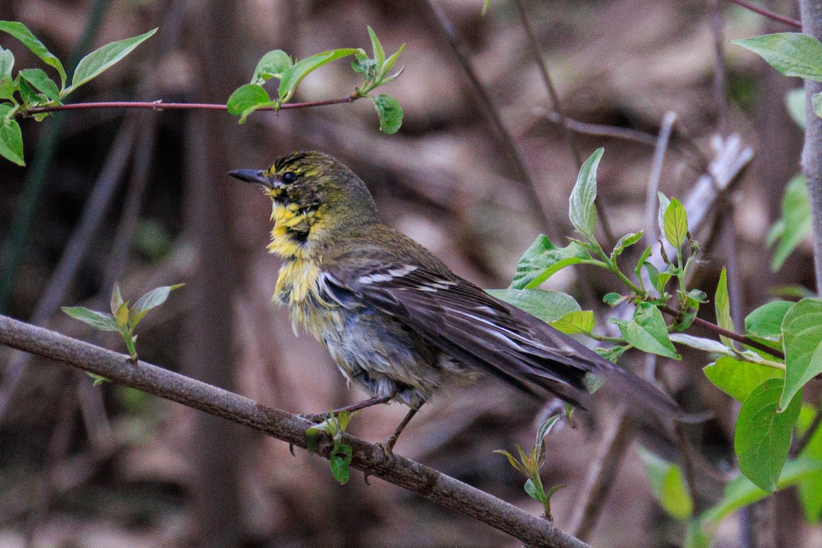 Pine Warbler - ML635009928