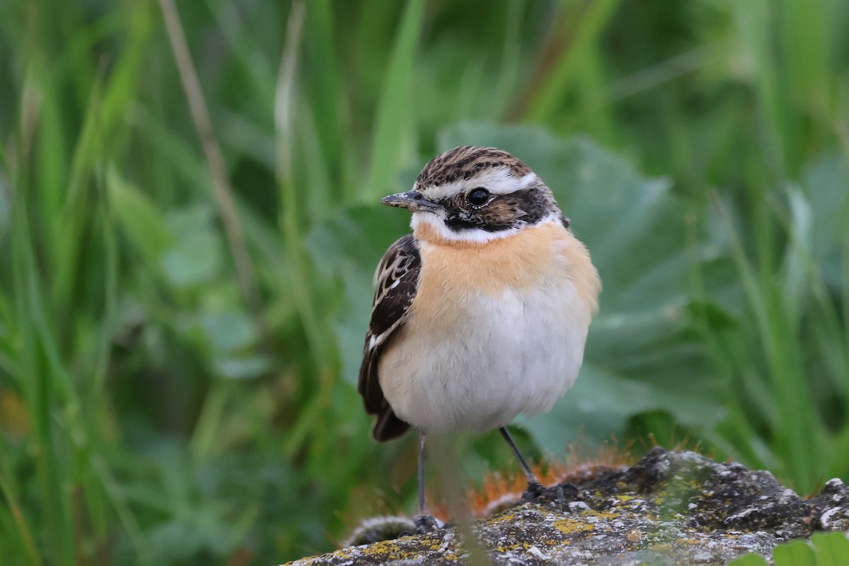 bramborníček hnědý - ML635009935