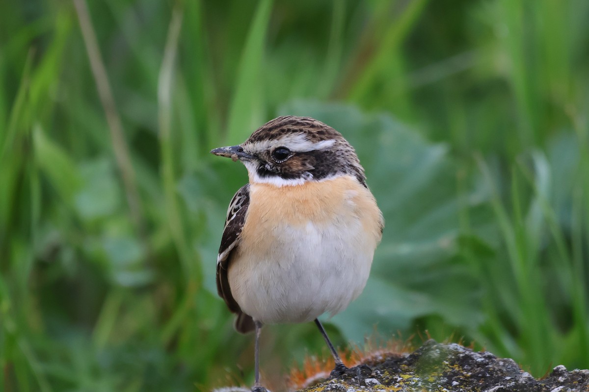 bramborníček hnědý - ML635009936