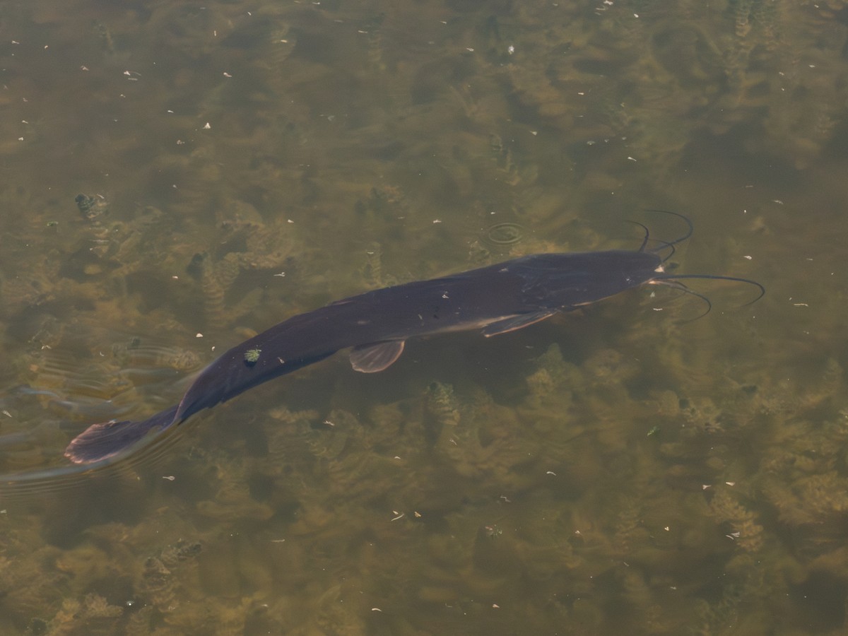 Ray-finned Fishes - ML635009943