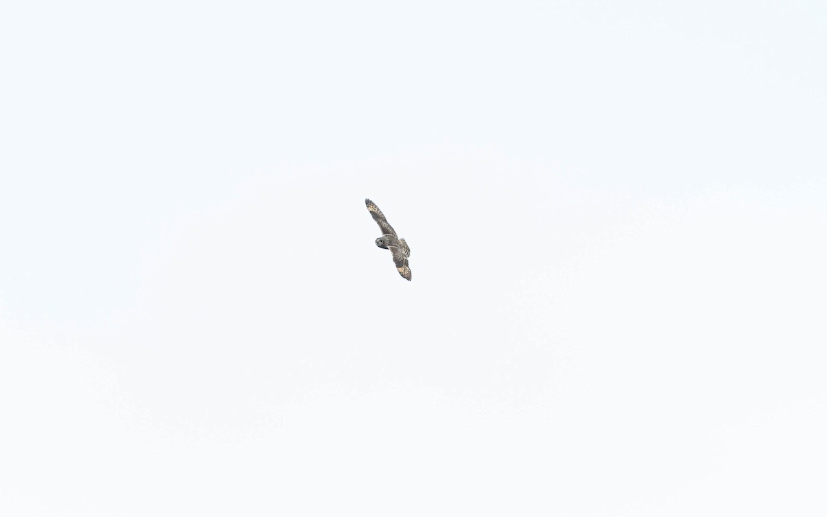 Short-eared Owl (Northern) - ML635009945