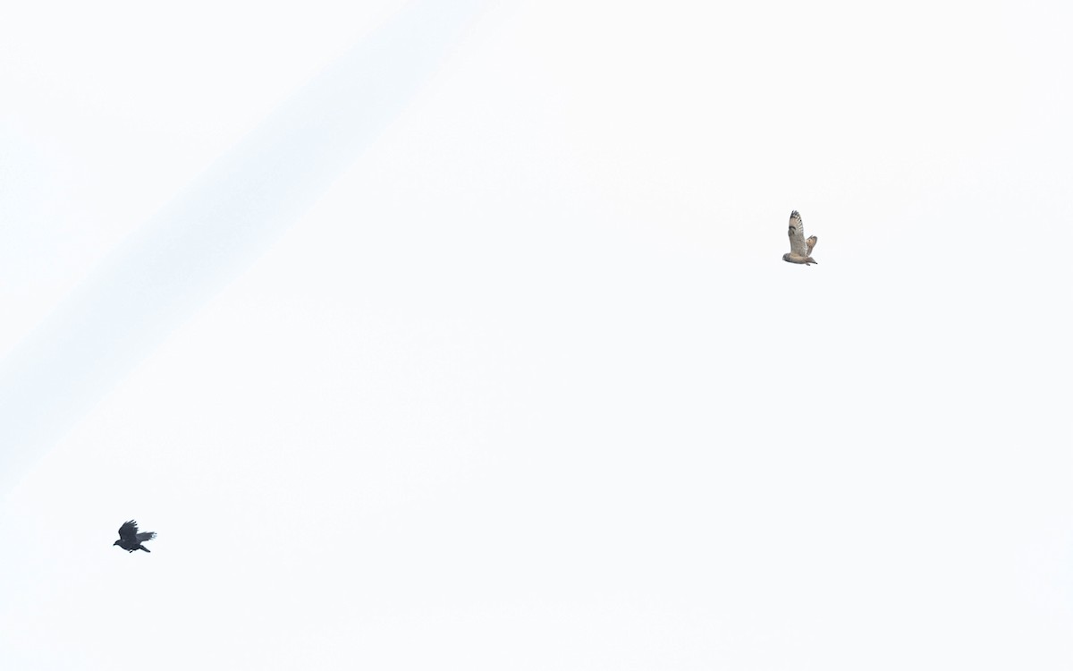 Short-eared Owl (Northern) - ML635009946