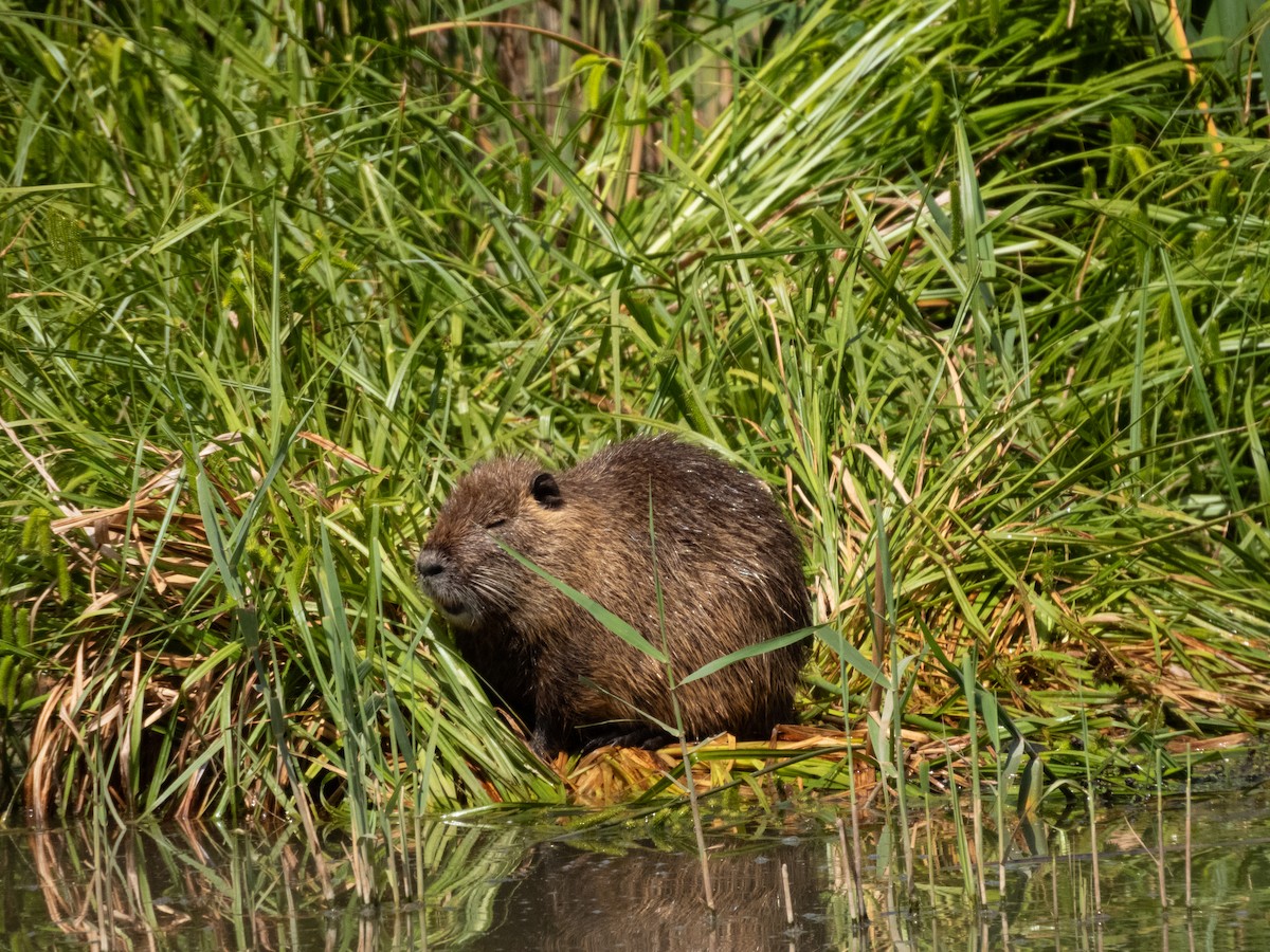 Coypu - ML635009948