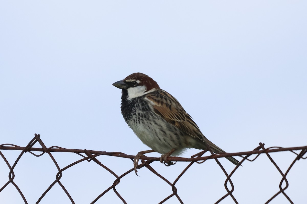 vrabec pokřovní - ML635009955