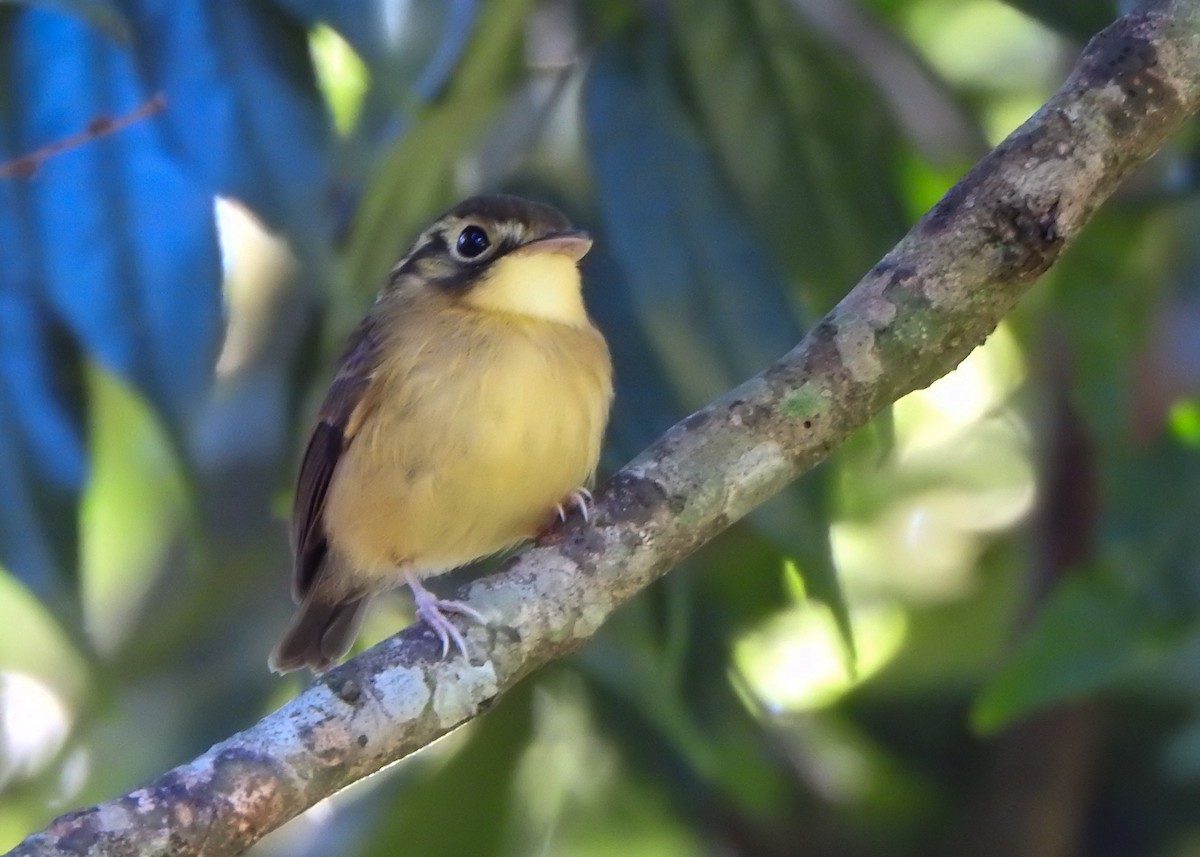 White-throated Spadebill - ML635010026