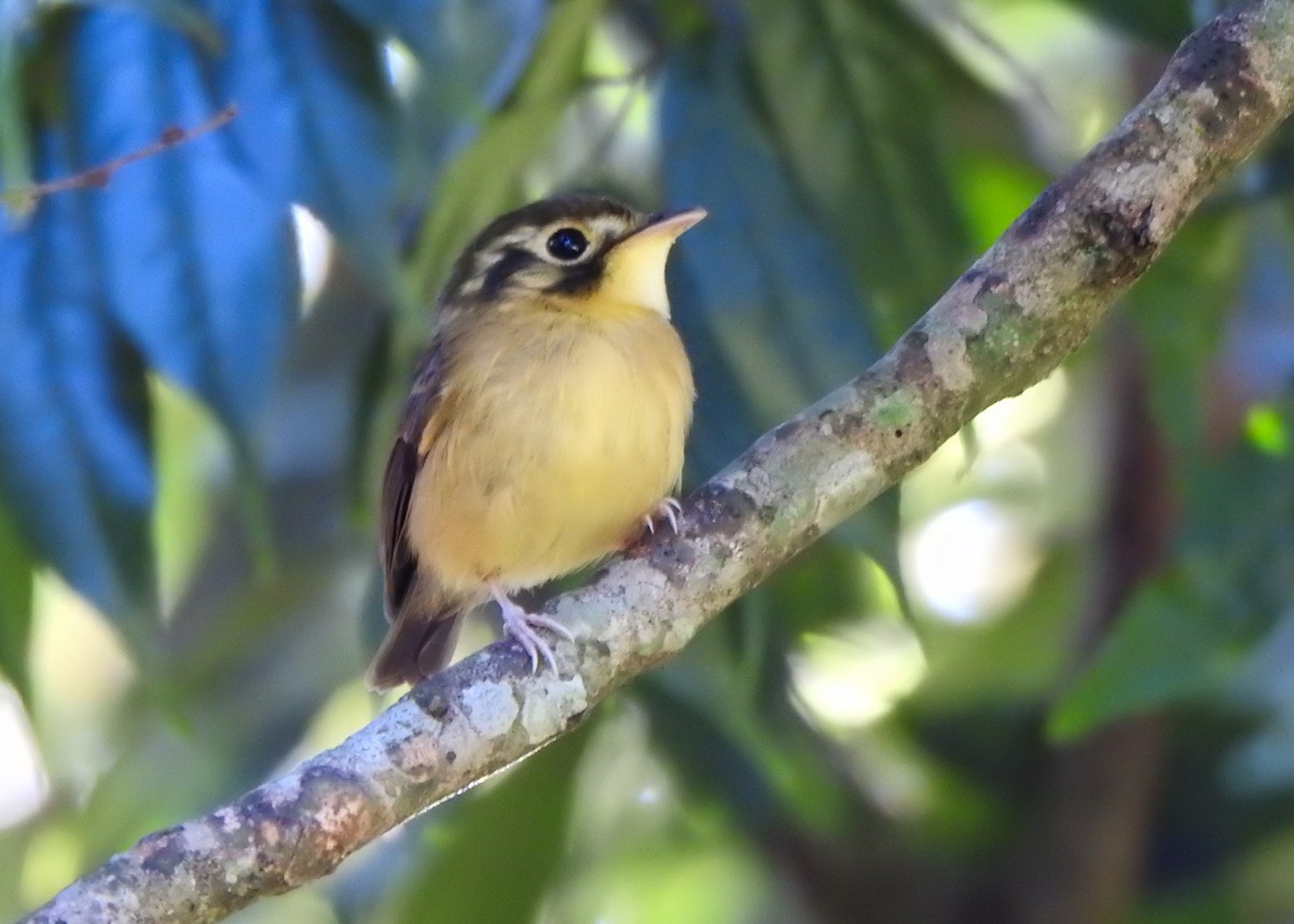 White-throated Spadebill - ML635010027