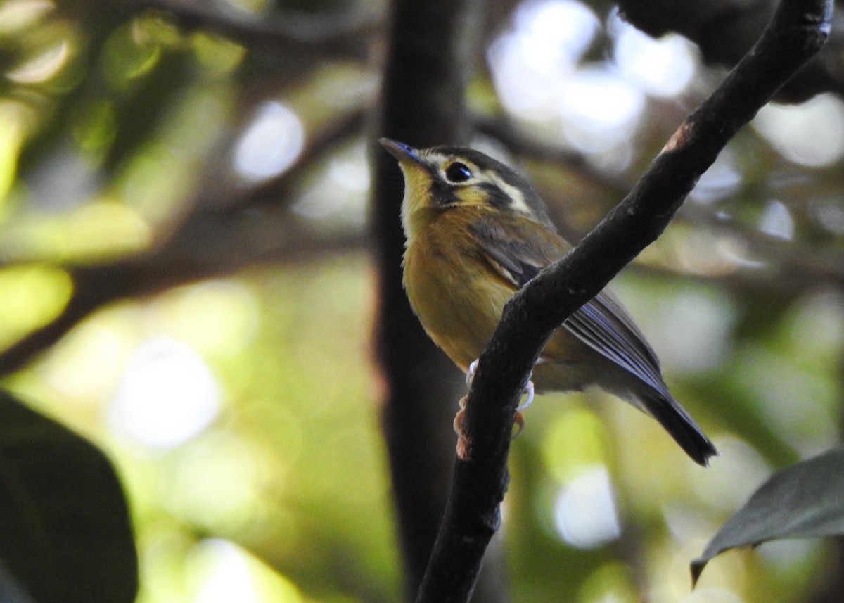 White-throated Spadebill - ML635010028