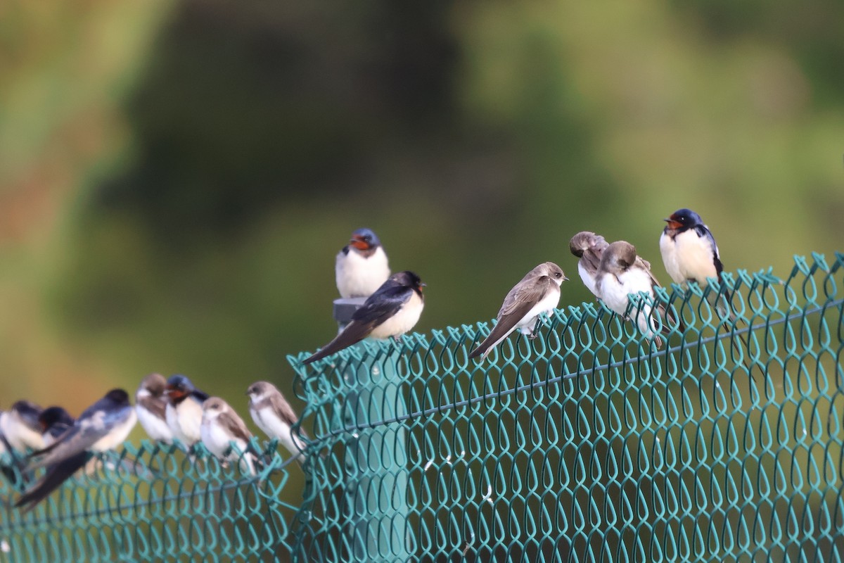 břehule říční - ML635010049