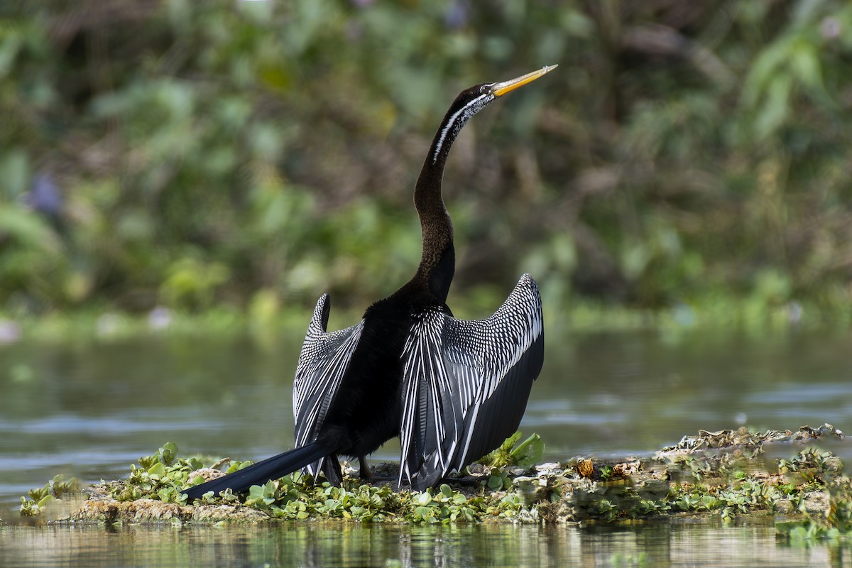 Oriental Darter - ML635010056